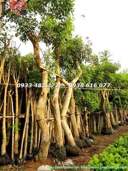 Thân và tán cây muồng hoa đỏ – đặc điểm sinh học nổi bật