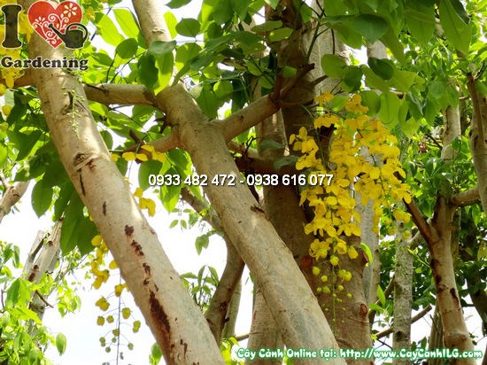 Cây Muồng Hoàng Yến tán đẹp tại vườn ILG TP.HCM