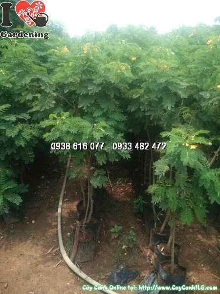 Cây muồng vàng cao 1m5 – Ms 24548 tại vườn ILG