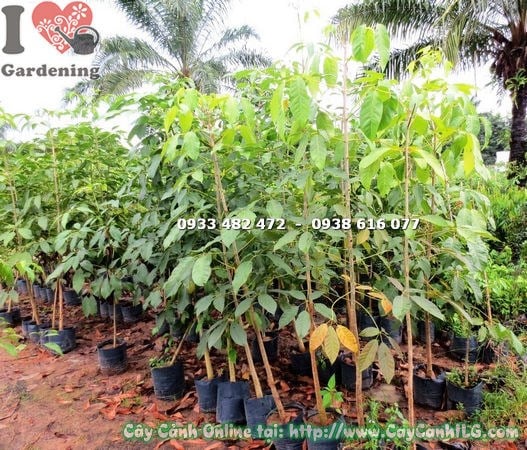 Cây mủ trôm cao 1m7 tại vườn ILG