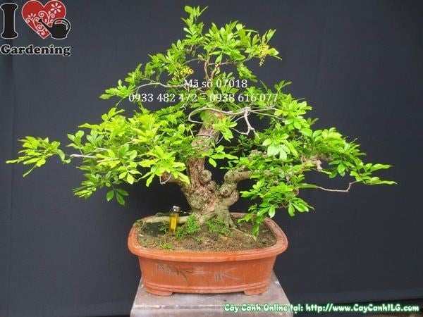 Cây ngâu bonsai già dáng thế nghệ thuật