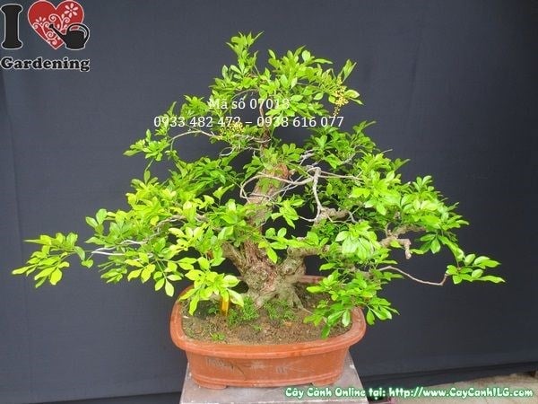 Chăm sóc cây ngâu bonsai già tưới nước