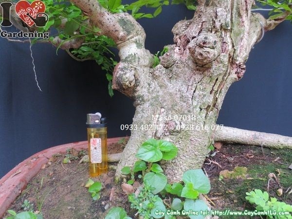 Cây ngâu bonsai già lộ trình phát triển đẹp