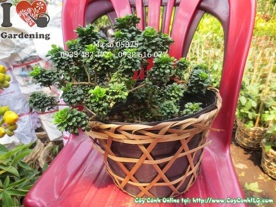 Cây ngâu tàu mini bonsai dáng đẹp tại vườn ILG