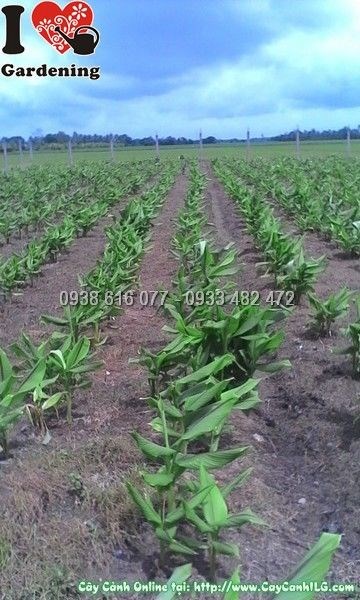 Cây nghệ đen - cung cấp sỉ lẻ tại ILG caycanhilg.com
