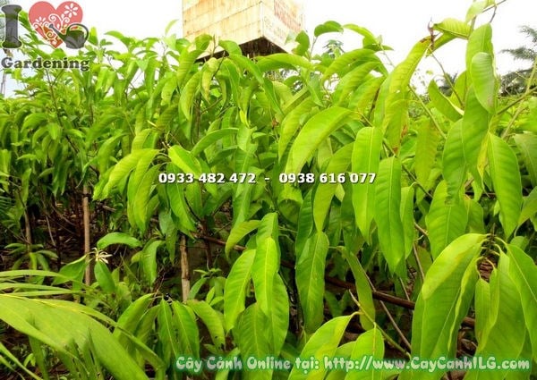 Hoa ngọc lan trắng tinh khôi trên cây cao 1m8 – hương thơm dịu nhẹ