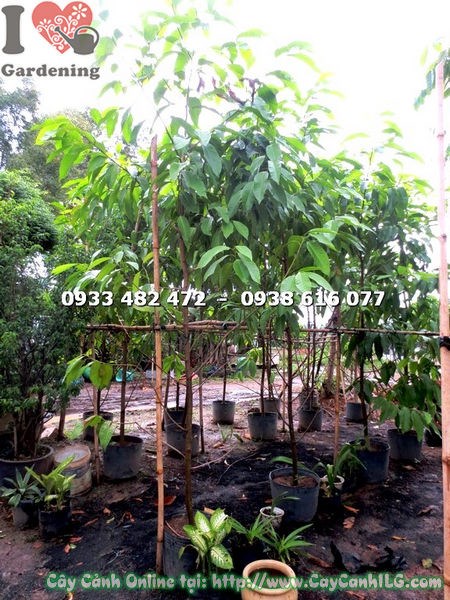 Cây ngọc lan cao 2m5 – Ms 17738 tại vườn ILG