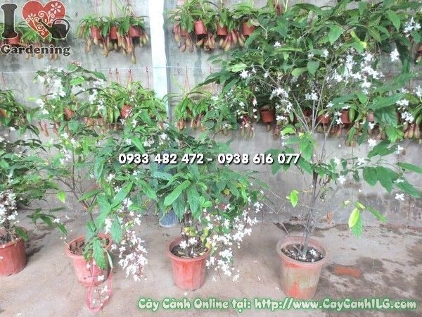 Cây Ngọc Minh Châu xanh tươi, tán đẹp tại vườn ILG