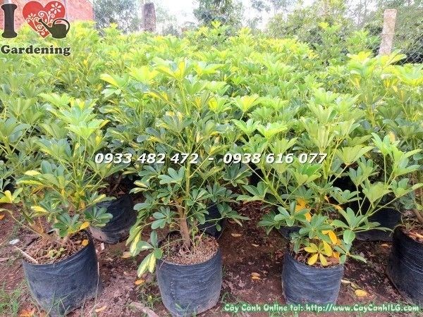 Cây ngũ gia bì vàng cao 60cm tại vườn ILG