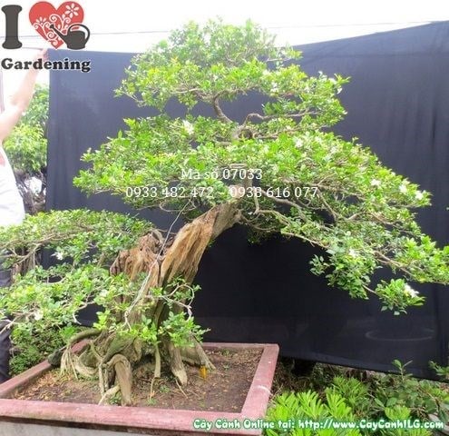 Cây nguyệt quế bonsai cổ thụ đẹp cao 140cm hoành 100cm Ms 07033