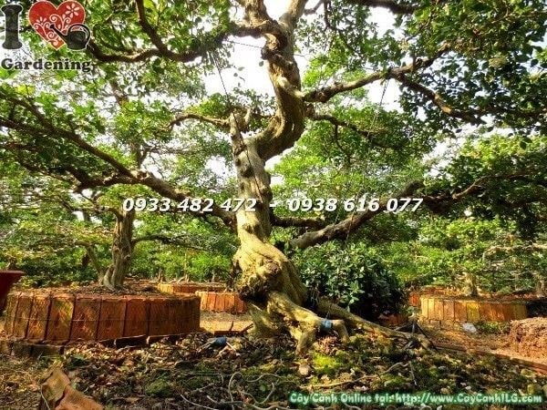 Chi tiết thân gỗ và tán cây nguyệt quế bonsai cổ thụ hoành 55cm