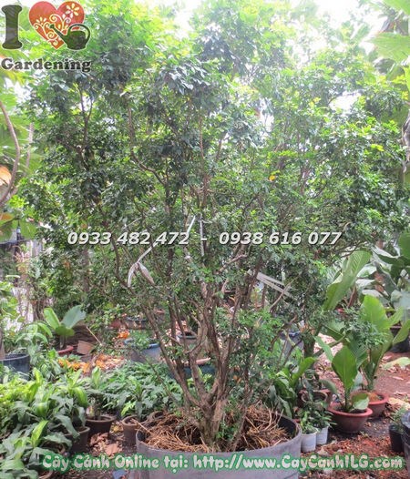 Cây nguyệt quế bụi tròn cao 2m hoa trắng thơm lá bóng Ms 17494