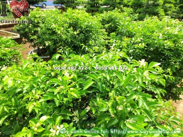 hoa cây nguyệt quế trắng thơm và tán tròn đẹp