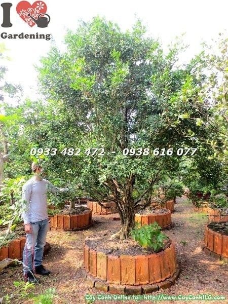 cây nguyệt quế gốc lớn tán tự nhiên đẹp cao 2m5 ms 22526