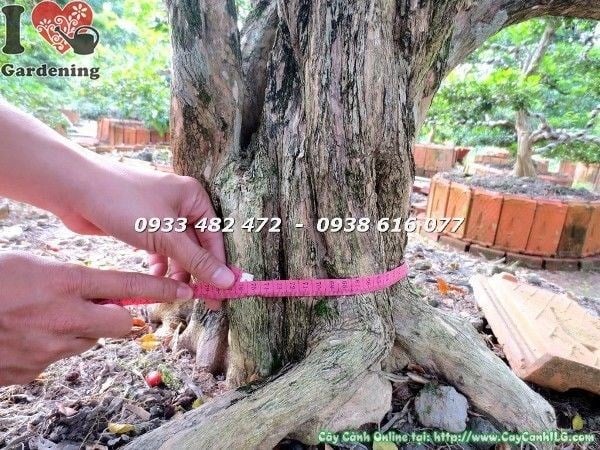 hoa cây nguyệt quế gốc lớn tán tự nhiên đẹp cao 2m5