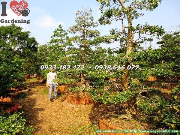 cây nguyệt quế kiểng cổ cổ thụ cao 4m Ms 22650
