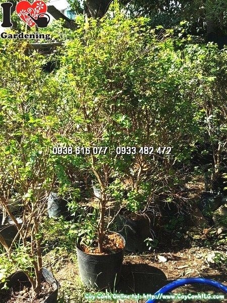 Chùm quả nho thân gỗ trĩu trịt trên giàn leo