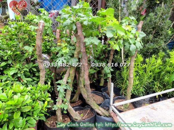 Cây nho trái gốc lớn – thân cây khỏe, gốc vững chắc