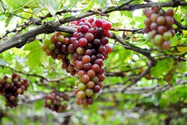 Chùm nho trái chín đẫy – cây nho trái gốc lớn Ms 18738