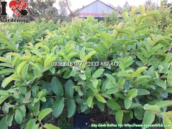 cây ổi có trái ms 24160 cao 35cm