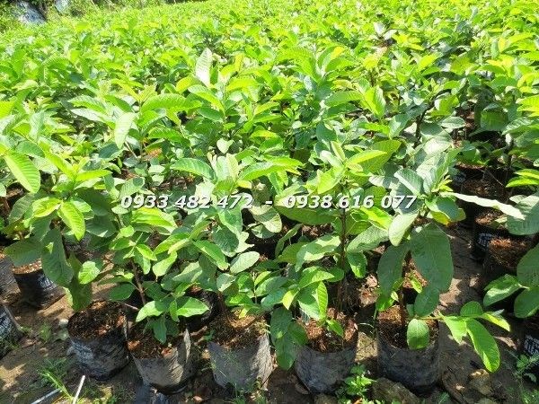 Cây ổi giống khỏe mạnh, lá xanh tươi