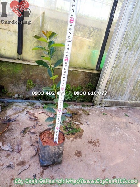 Cây ổi nhật giống cao 40cm – sản phẩm tại ILG