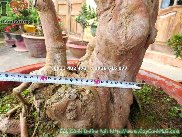 Thân cây ổi sim Nhật bonsai - vỏ bong tróc nghệ thuật đặc trưng