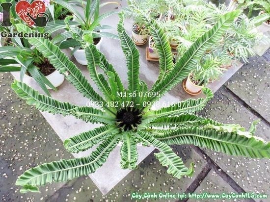 Chi tiết tán lá cây ổ phụng giống mới cao 35cm