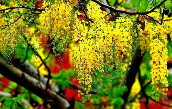 Cây Osaka Vàng thân gỗ cao 5m tán đẹp