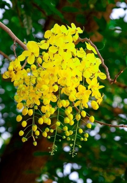 Cây Osaka Vàng nở hoa vàng rực đẹp