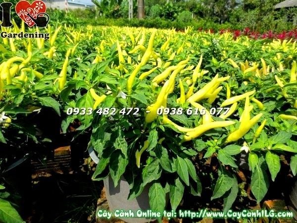 Cây ớt cảnh với chùm quả đỏ rực rỡ tại vườn ILG