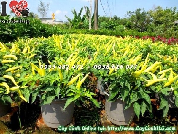 Cây ớt cảnh trang trí sân vườn và không gian thương mại