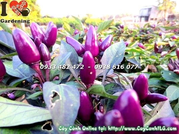 Cây ớt cảnh tím – chùm quả màu tím đậm đặc trưng, trang trí độc đáo