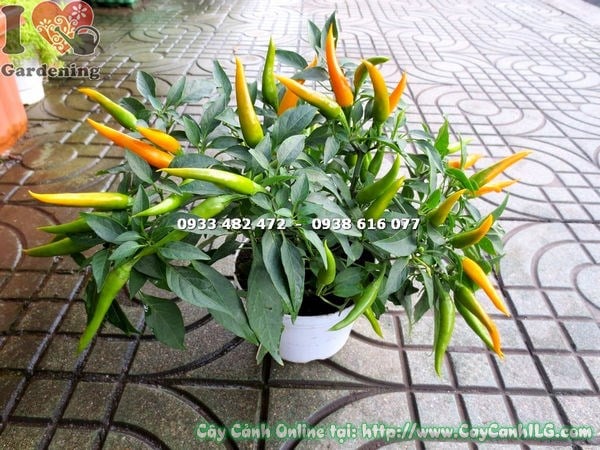 Cây ớt đổi màu 15cm trồng chậu nhỏ trang trí bàn làm việc