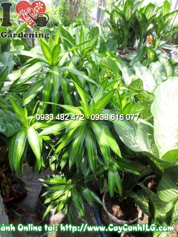 Cây phất dụ trúc 120cm tán đẹp, lá xanh bóng sáng