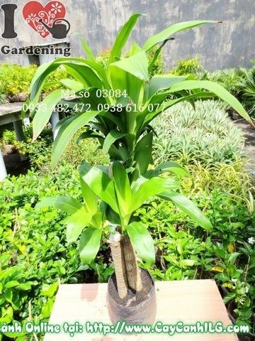Cây phát tài cao 110cm Ms 03084 tại vườn ILG