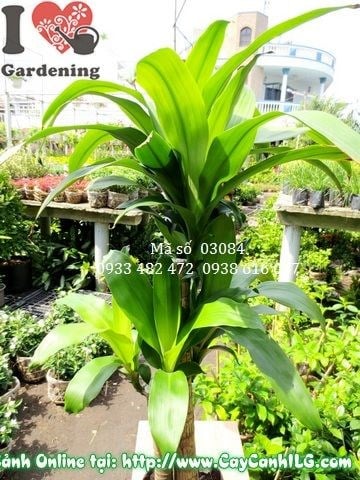 Cây phát tài cao 110cm đẹp phong thủy tài lộc ILG
