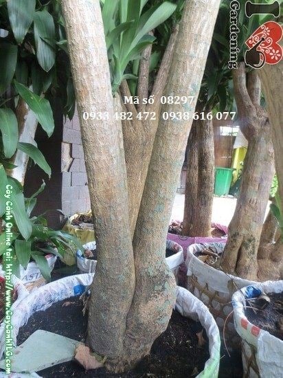 Cây phát tài gốc lớn tán đẹp cao 1,7m – Ms 08297 tại ILG