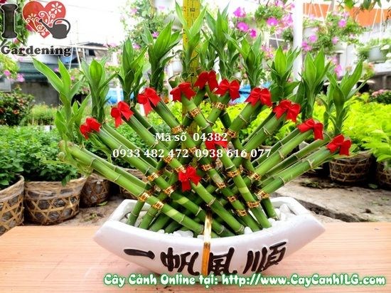 Cây phát tài quạt 30cm – cách chăm sóc và trang trí nội thất