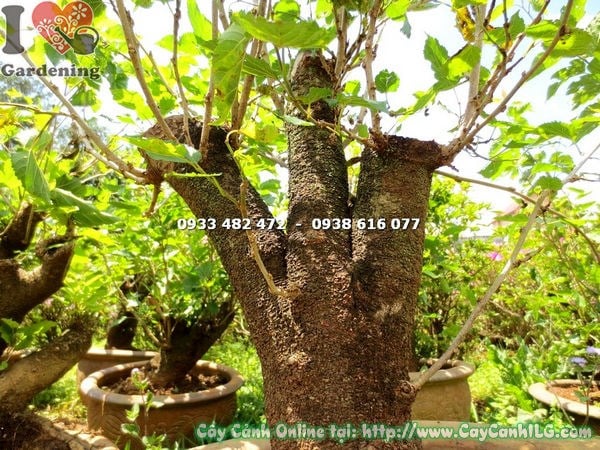 cây phôi bonsai dâu tằm 10cm rễ nổi gốc khỏe