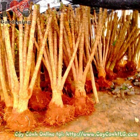 Phôi phát tài khúc đường kính 10-35cm khỏe mạnh, ít sâu bệnh
