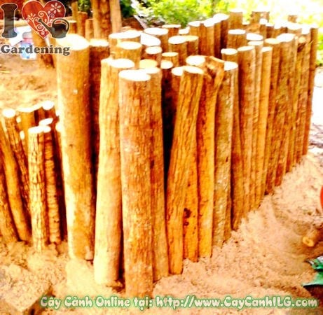 Cây phôi phát tài khúc đường kính 4-12cm tại vườn ILG