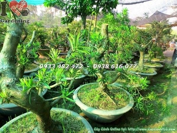 Cây phôi tùng la hán đài loan bonsai gốc đẹp hoành 40cm – Ms 23414