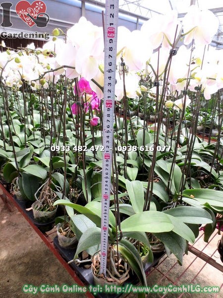 Ý nghĩa phong thủy phong lan hồ điệp hoa trắng nhụy vàng – thanh cao, phú quý