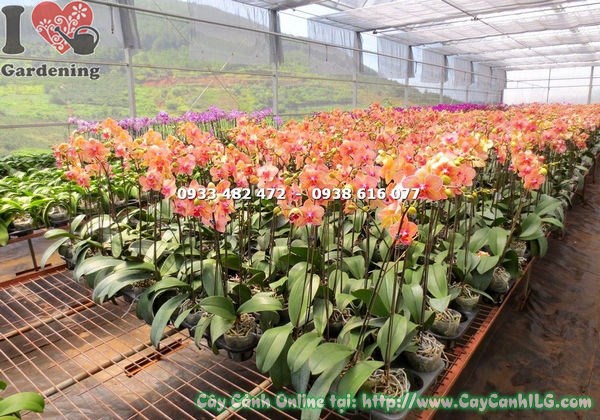 Phong lan hồ điệp cam sọc - hoa nở rực rỡ