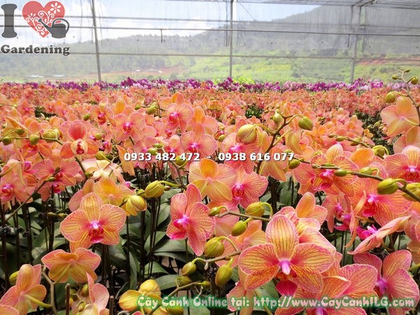 Phong lan hồ điệp màu cam sọc trang trí không gian