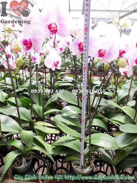 chăm sóc phong lan hồ điệp má hồng tưới nước đúng cách