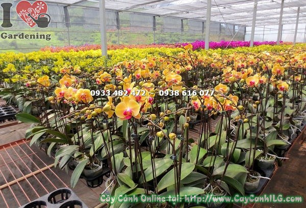 Cây phong lan hồ điệp màu vàng cam – Ms 14989 – ILG vườn cây cảnh