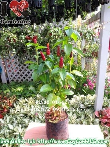 Cây phúc lộc thọ cao 50cm - hoa cam đỏ rực rỡ
