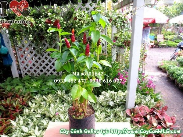 Cây phúc lộc thọ 50cm lá xanh bóng đậm tại vườn ILG